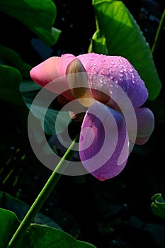 [hÃ© huÄ] lotusï¼›lotus flowerï¼›